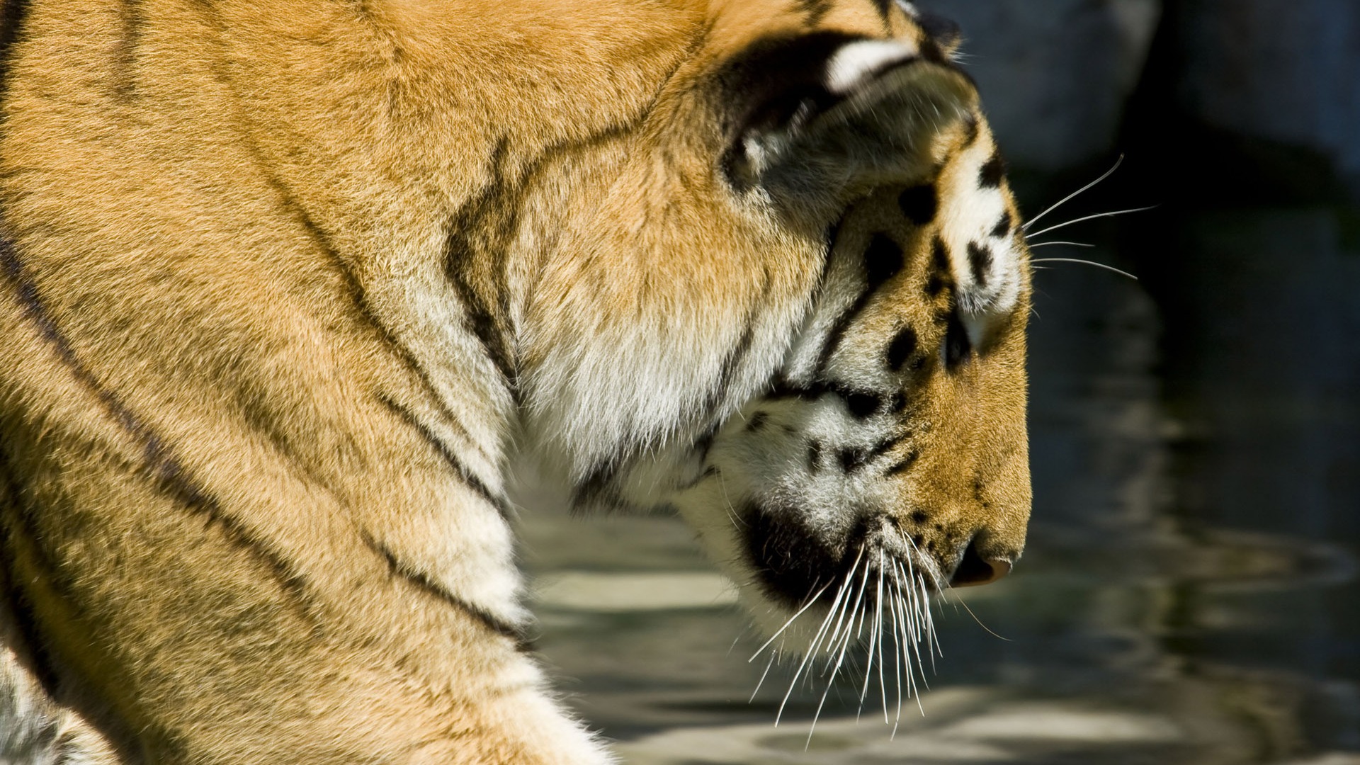 Fond d'écran Tiger Photo (5) #17 - 1920x1080