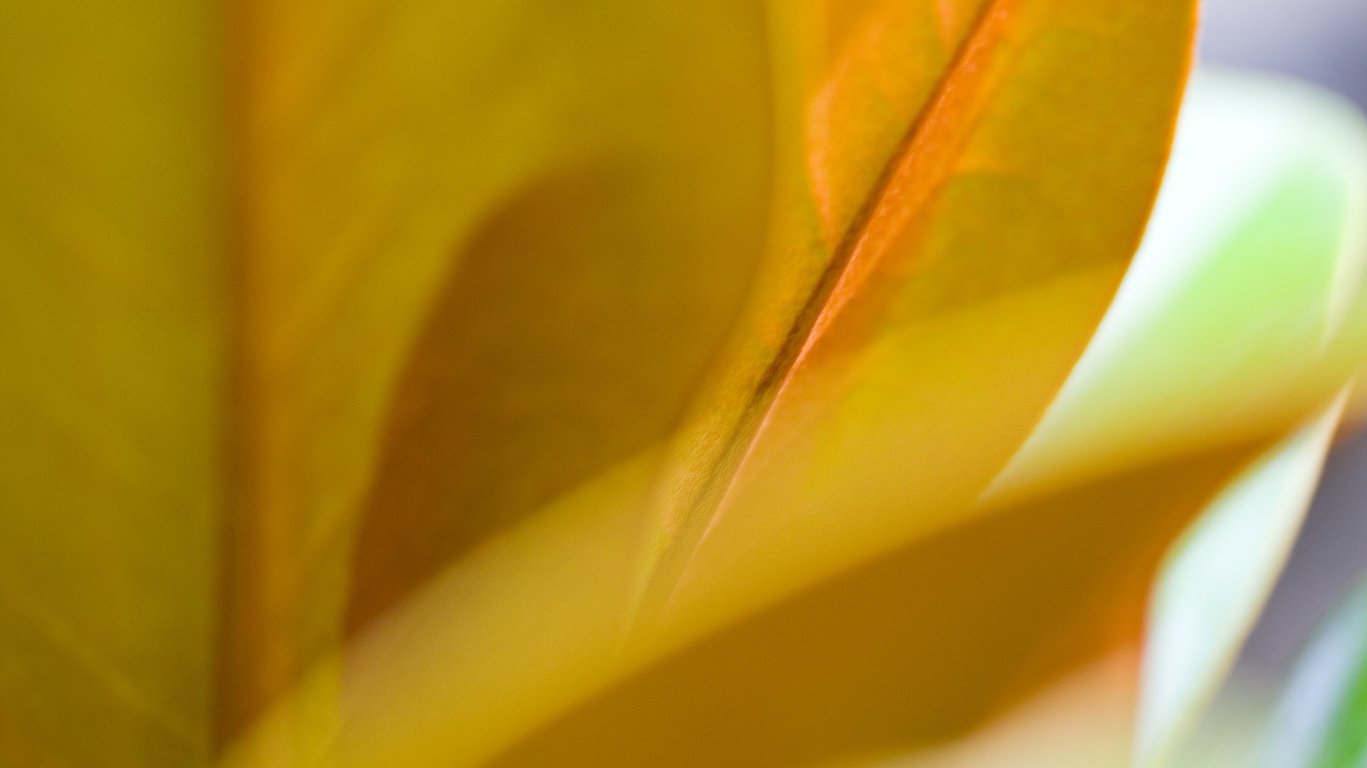 Étrangères papier peint feuille photographie vert (2) #16 - 1920x1080