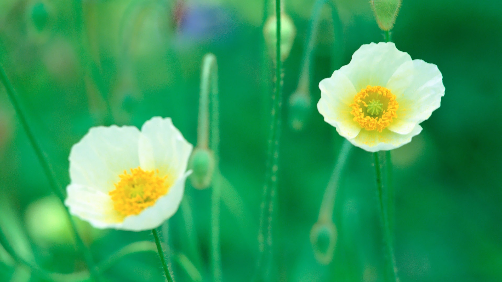 Fleurs Corée du Sud HD Livre #9 - 1920x1080