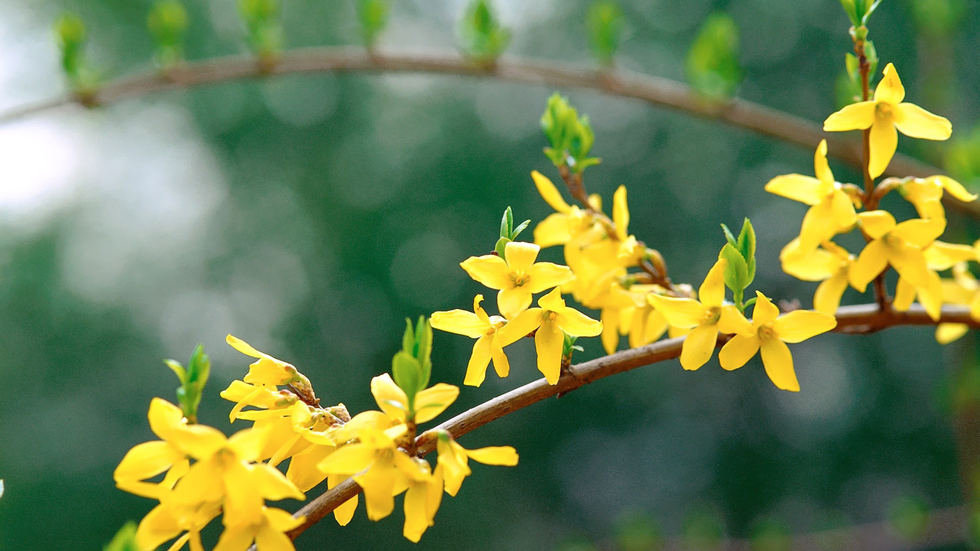 Corea del Sur Flores de papel de alta definición #23 - 1920x1080