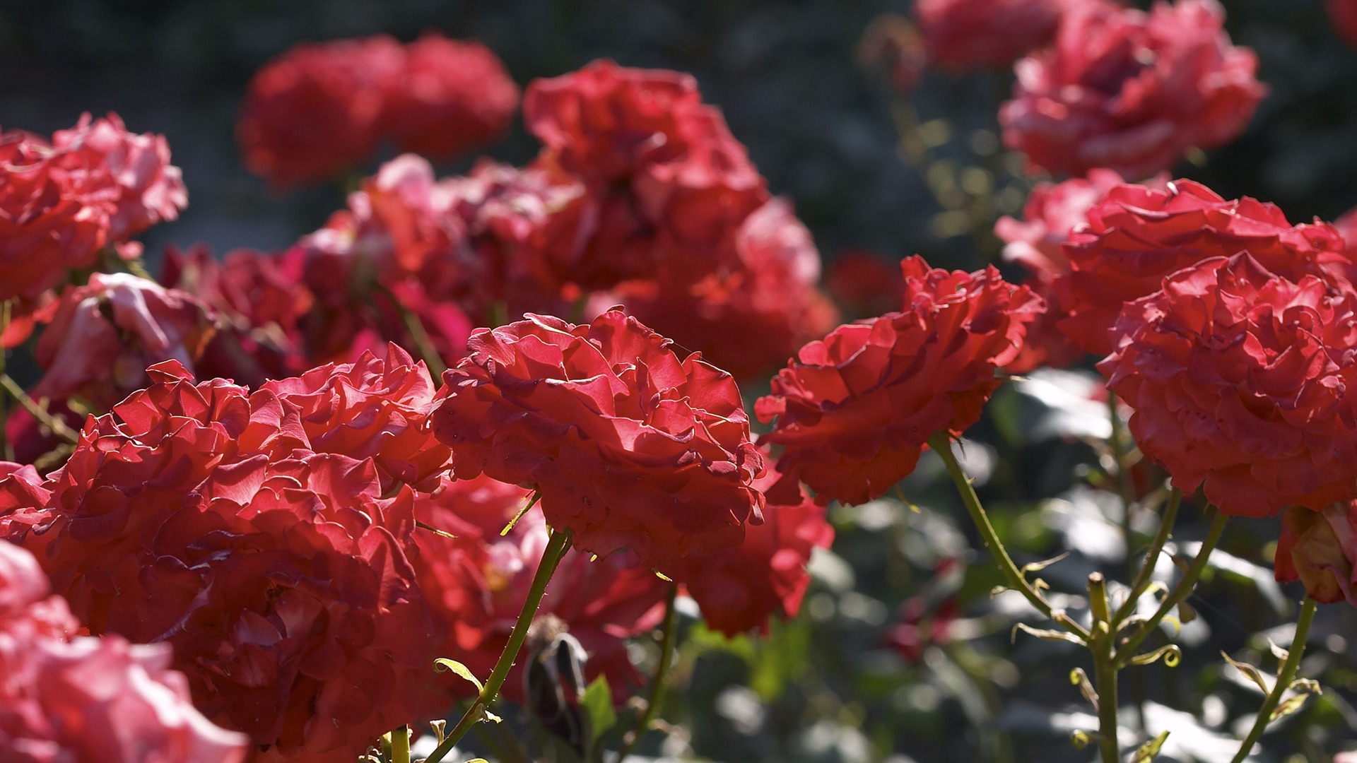 Large écran entité Fleur (1) #4 - 1920x1080