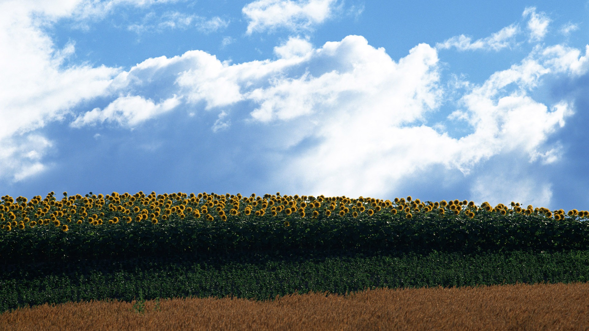 Blue Sky slunečnice širokoúhlý Tapeta #20 - 1920x1080