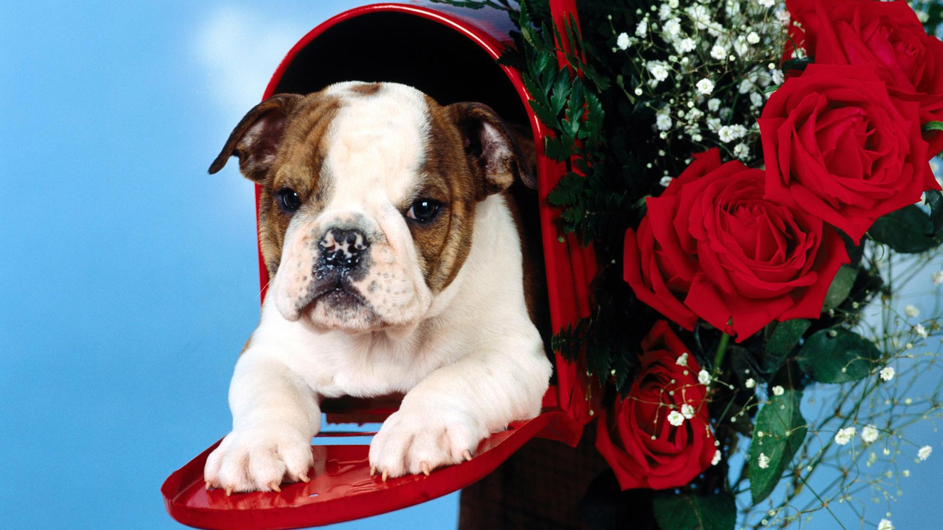 Puppy Photo HD wallpapers (3) #4 - 1920x1080