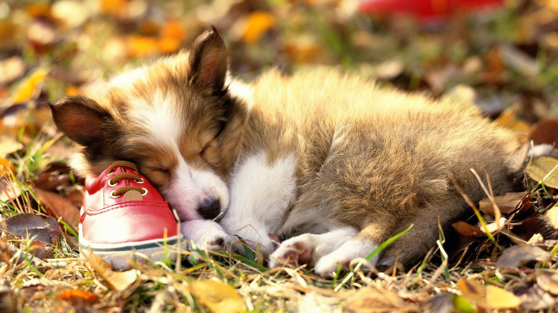 Puppy Photo HD Wallpaper (3) #14 - 1920x1080