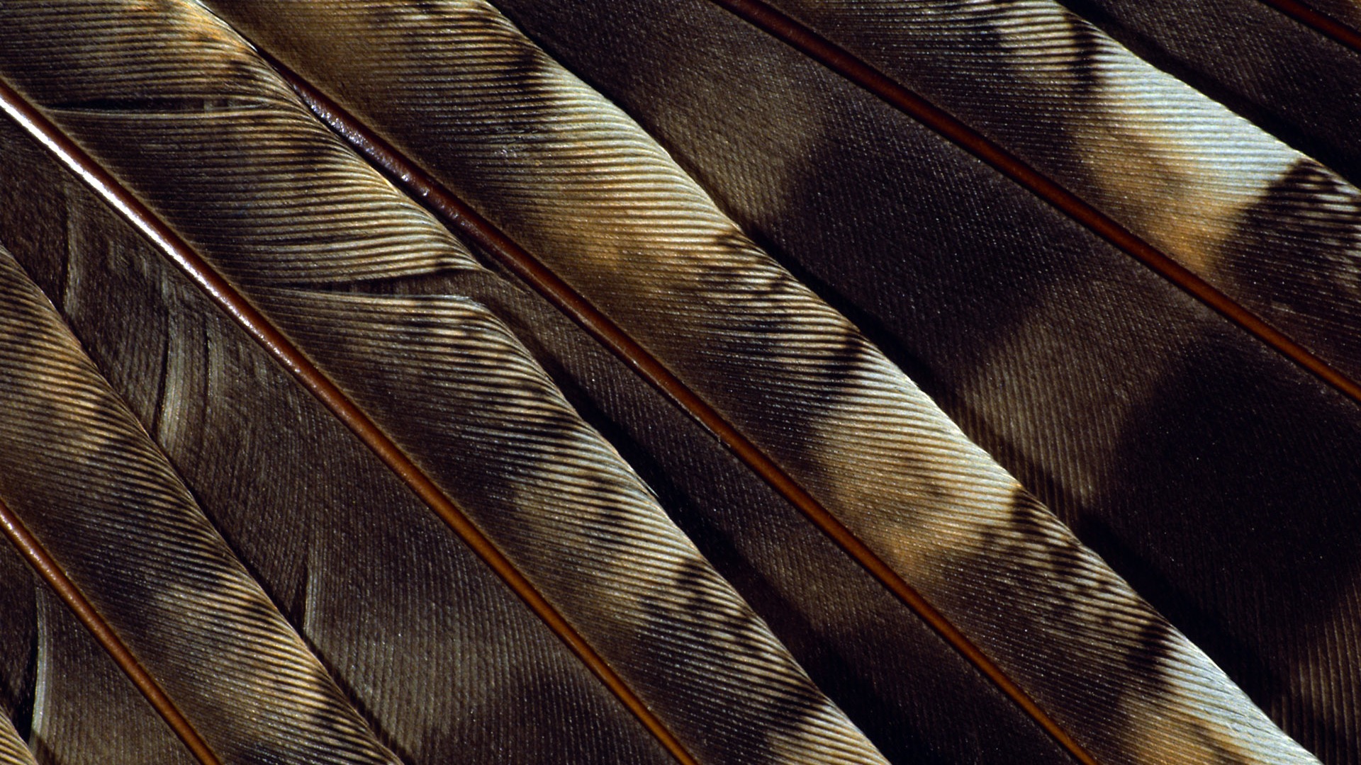 Цветной крыльев перо макро обои (1) #4 - 1920x1080