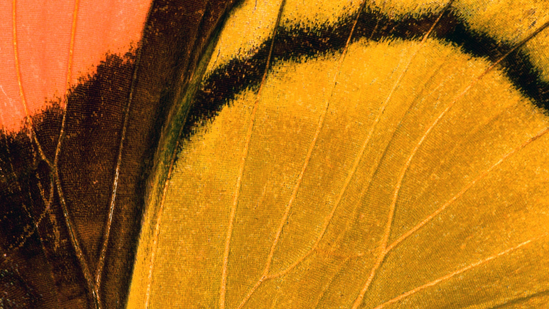 barevné peří křídla close-up tapety (1) #11 - 1920x1080