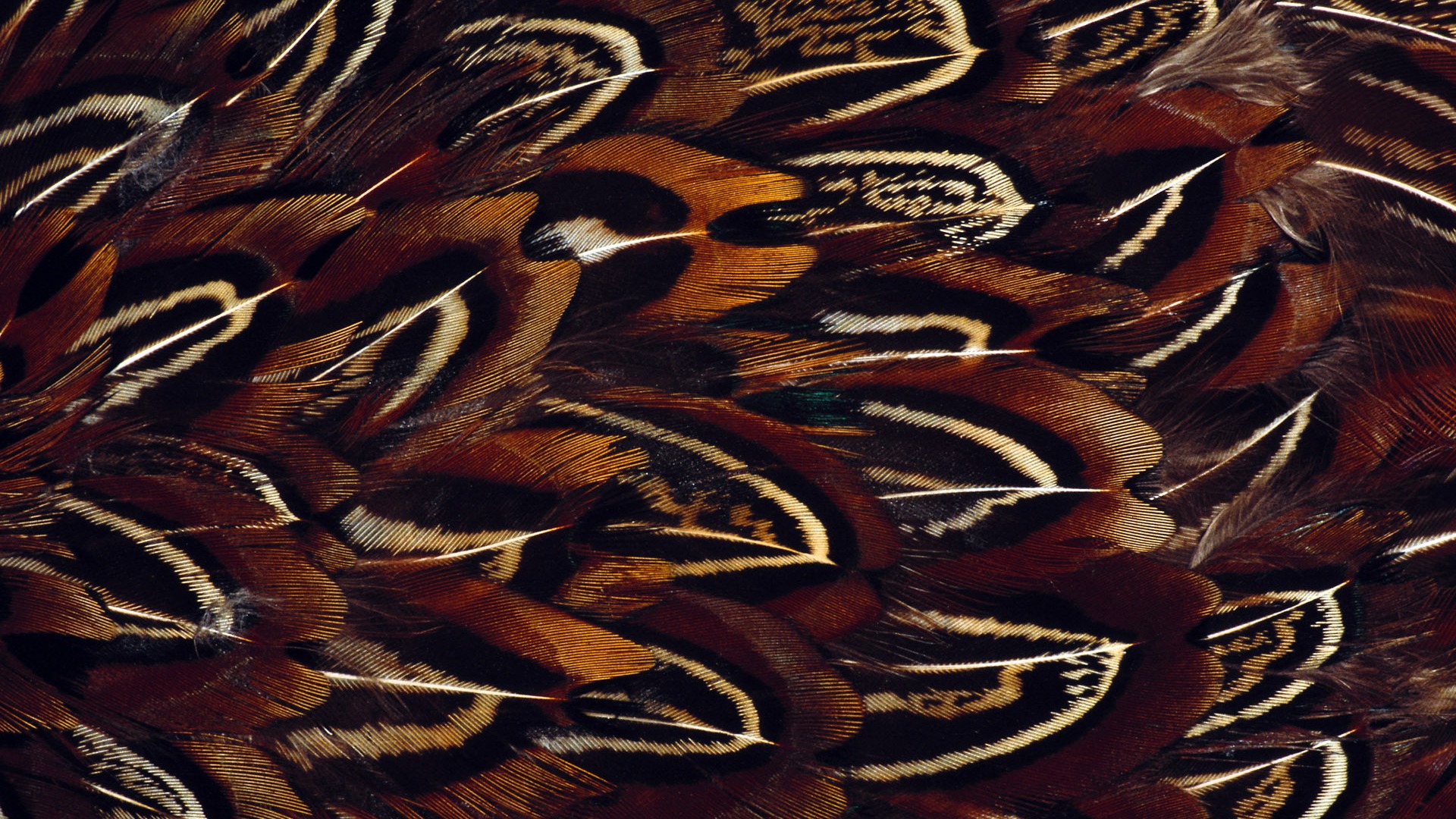 화려한 깃털 날개 클로즈업 벽지 (1) #13 - 1920x1080