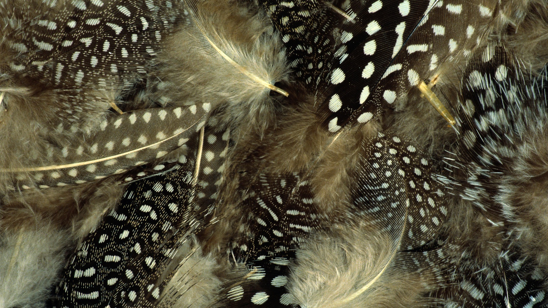 화려한 깃털 날개 클로즈업 벽지 (1) #14 - 1920x1080