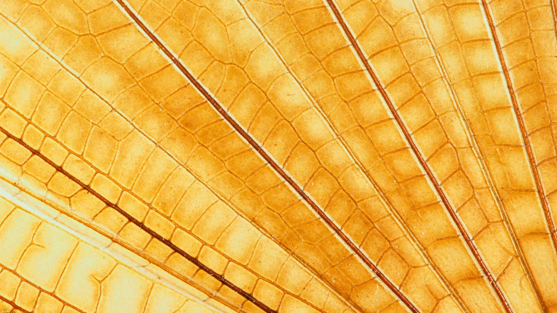 화려한 깃털 날개 클로즈업 벽지 (1) #15 - 1920x1080