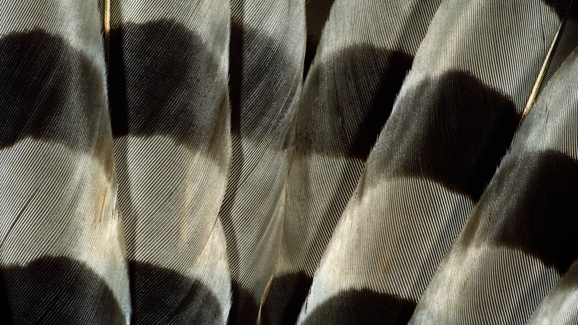 화려한 깃털 날개 클로즈업 벽지 (1) #17 - 1920x1080