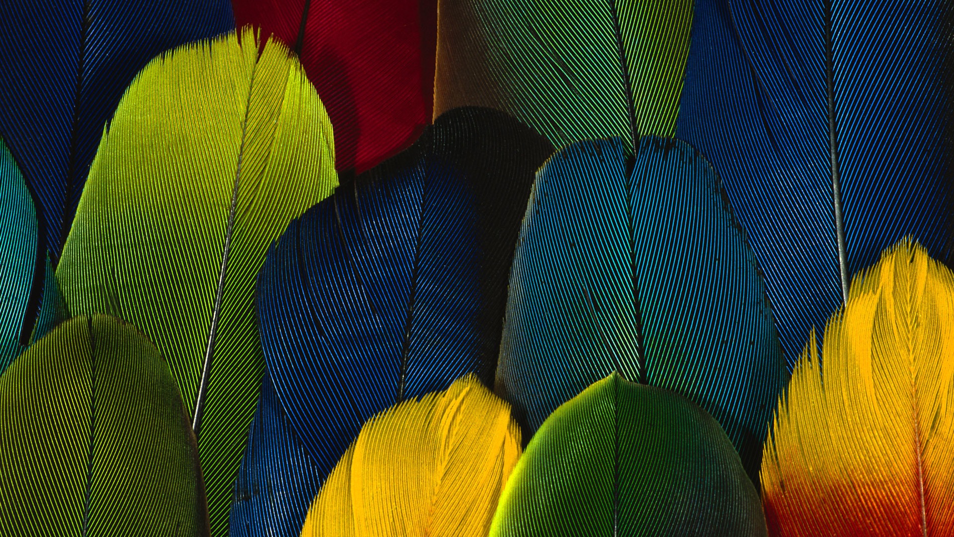 화려한 깃털 날개 클로즈업 벽지 (1) #20 - 1920x1080