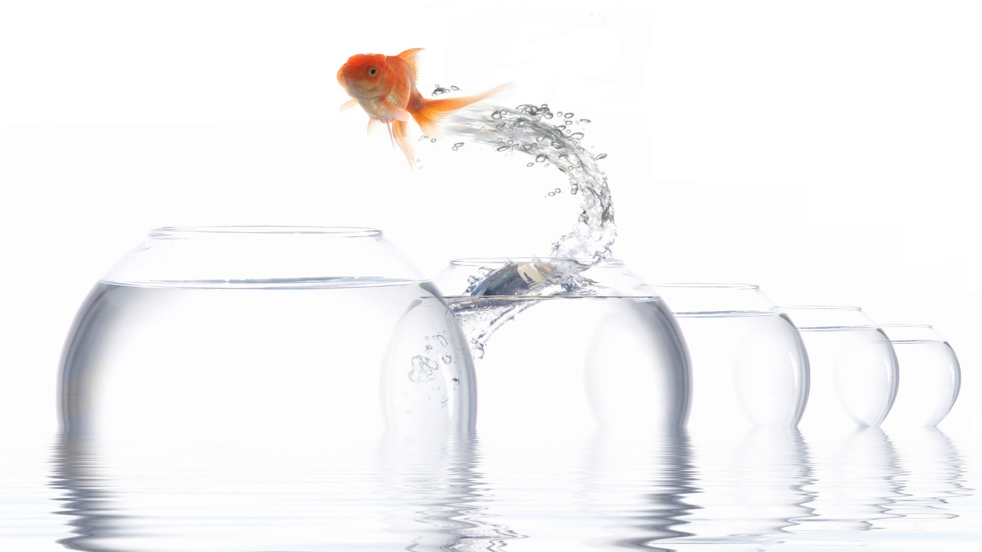 Jumping Goldfish Tapete #5 - 1920x1080