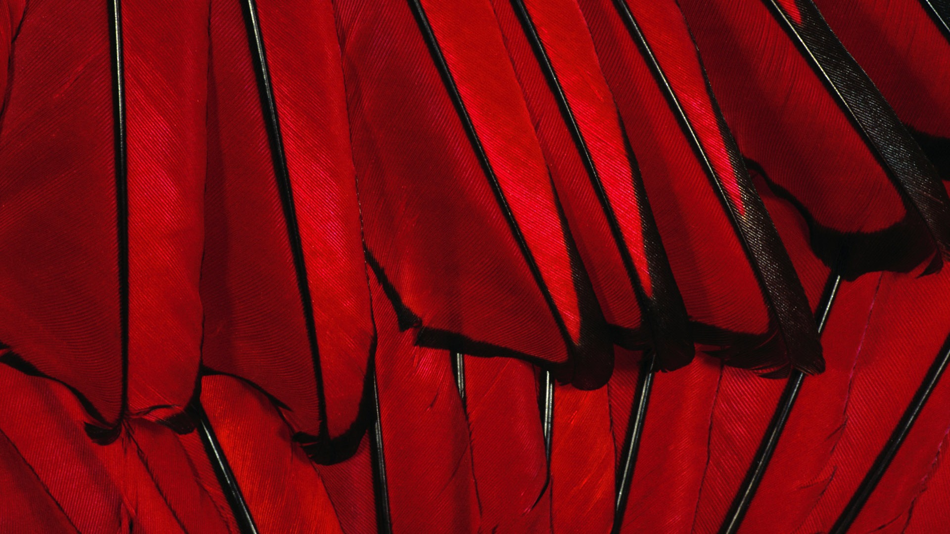 ailes de plumes colorées wallpaper close-up (2) #6 - 1920x1080
