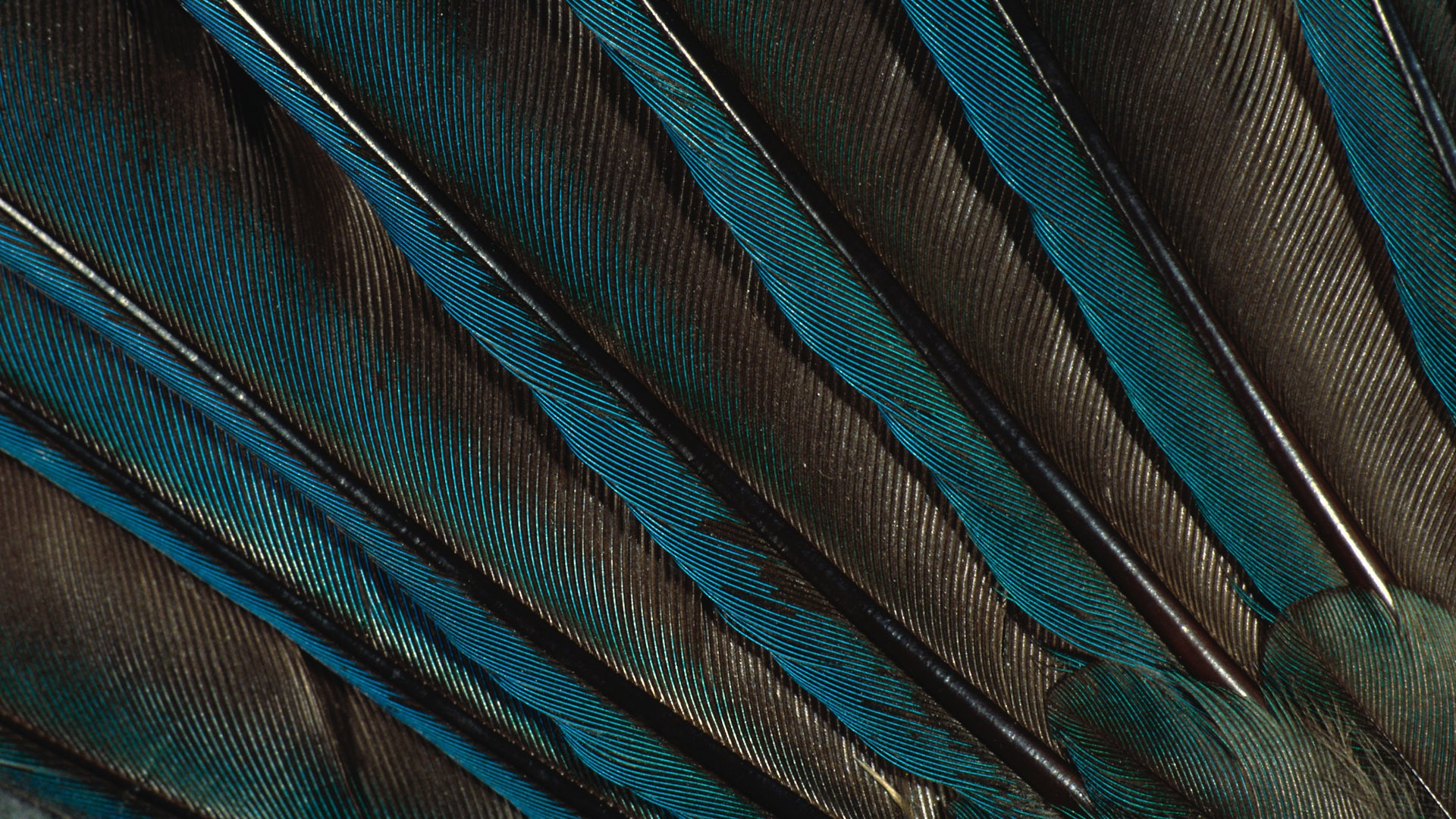 Цветной крыльев перо макро обои (2) #14 - 1920x1080