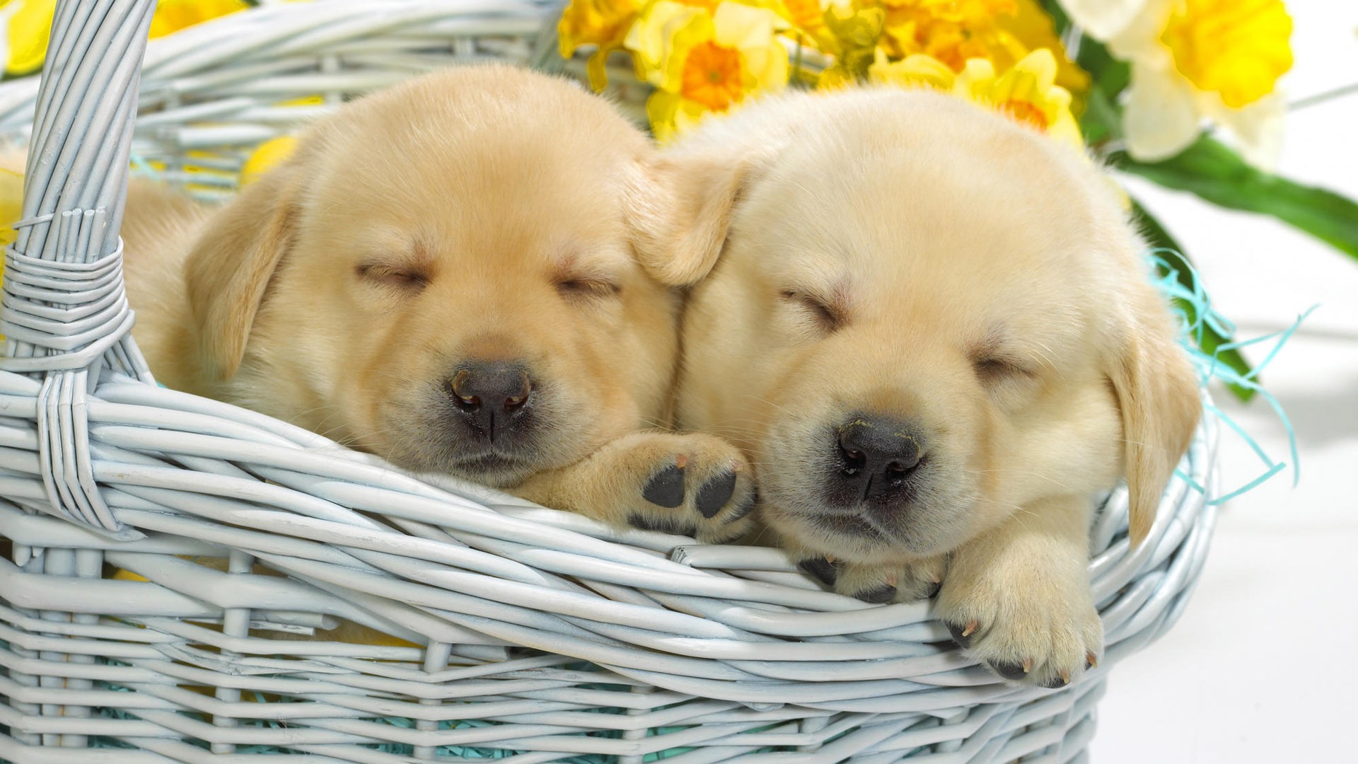 Puppy Photo HD wallpapers (7) #2 - 1920x1080
