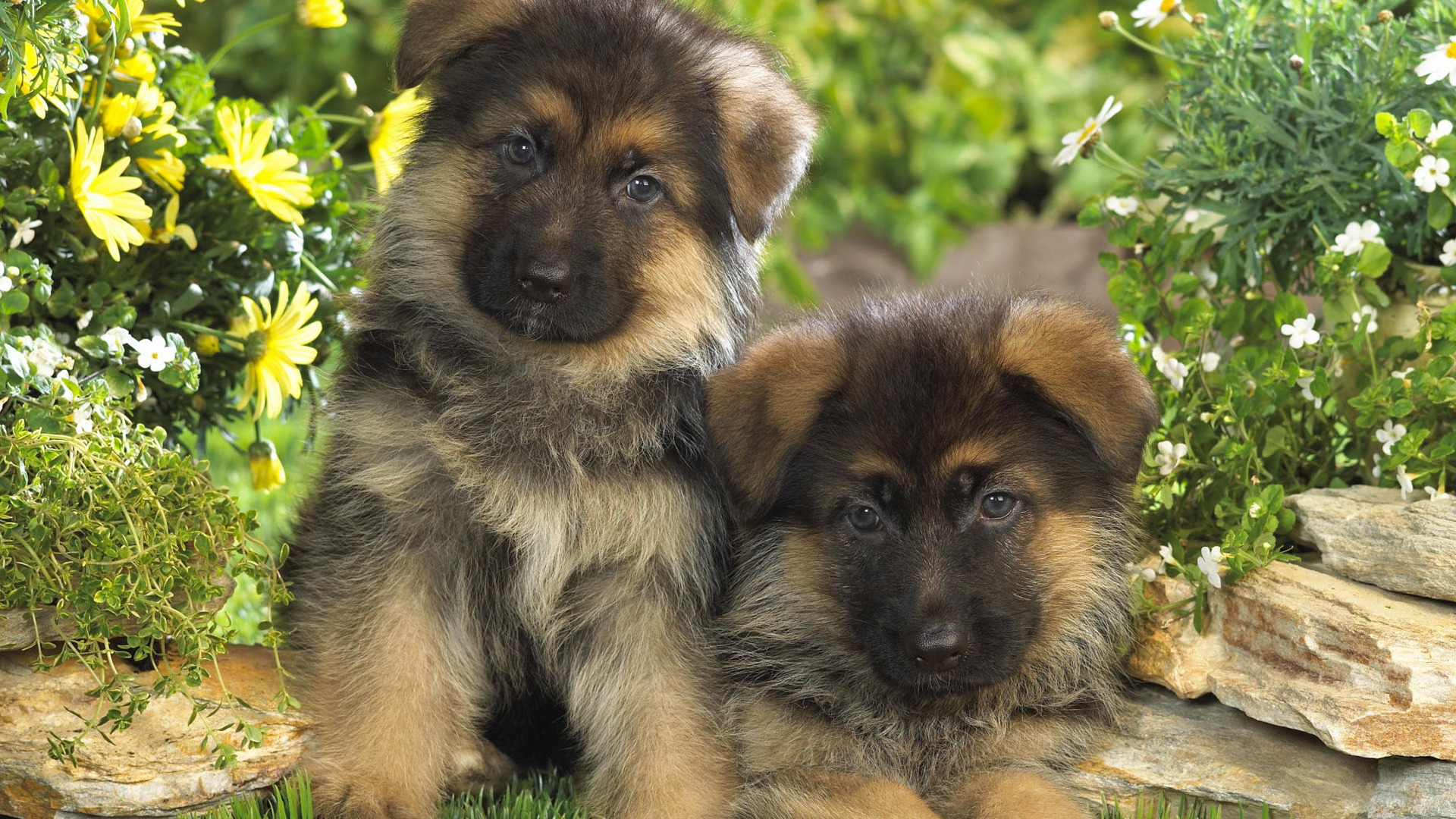 Puppy Photo HD wallpapers (7) #14 - 1920x1080