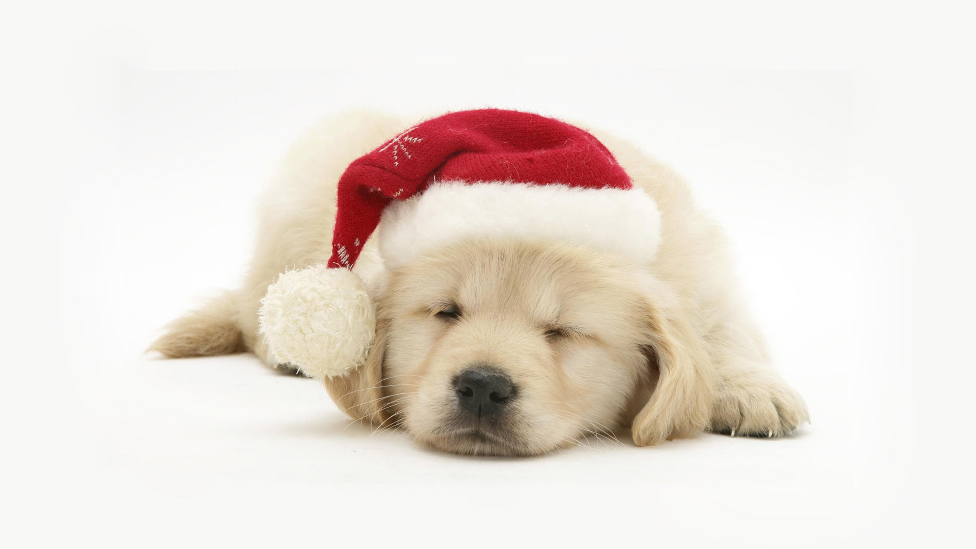 Puppy Photo HD wallpapers (8) #3 - 1920x1080