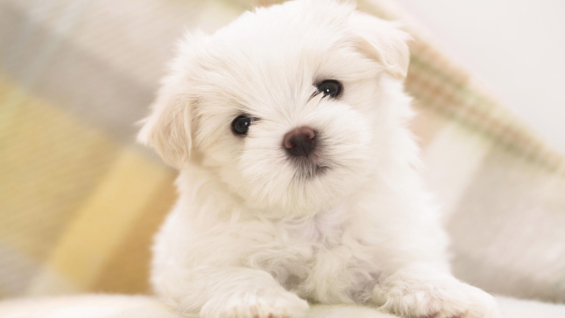 Puppy Photo HD wallpapers (8) #6 - 1920x1080