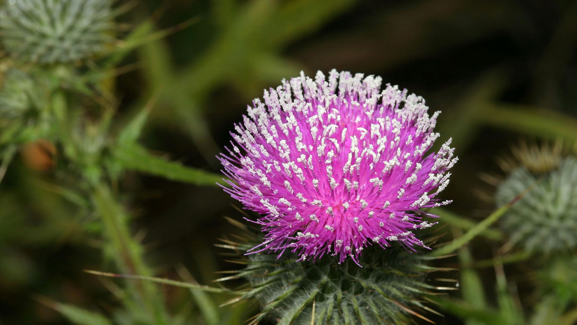 Widescreen-Wallpaper Blumen close-up (1) #13 - 1920x1080