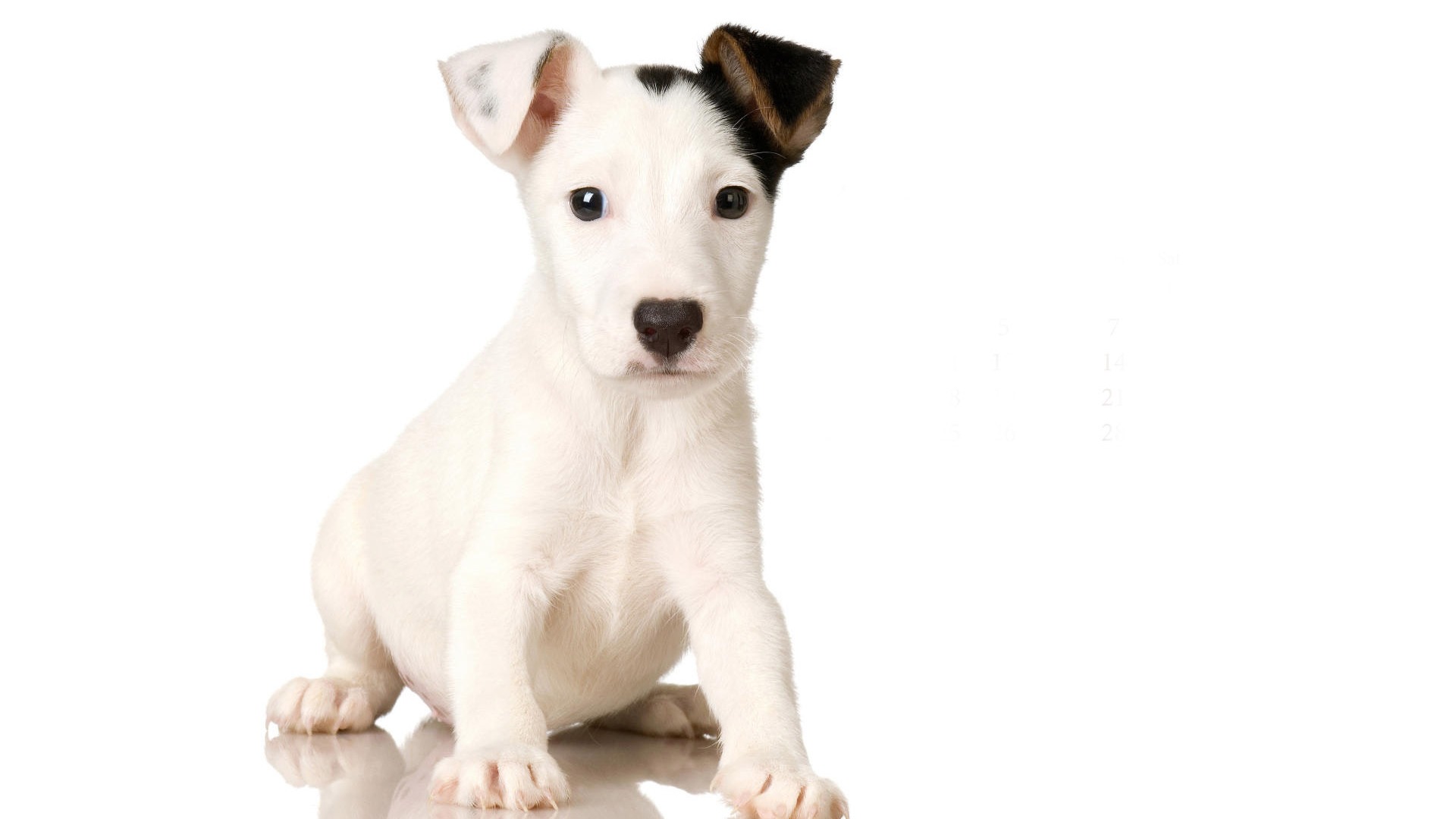 Puppy Photo HD wallpapers (9) #5 - 1920x1080