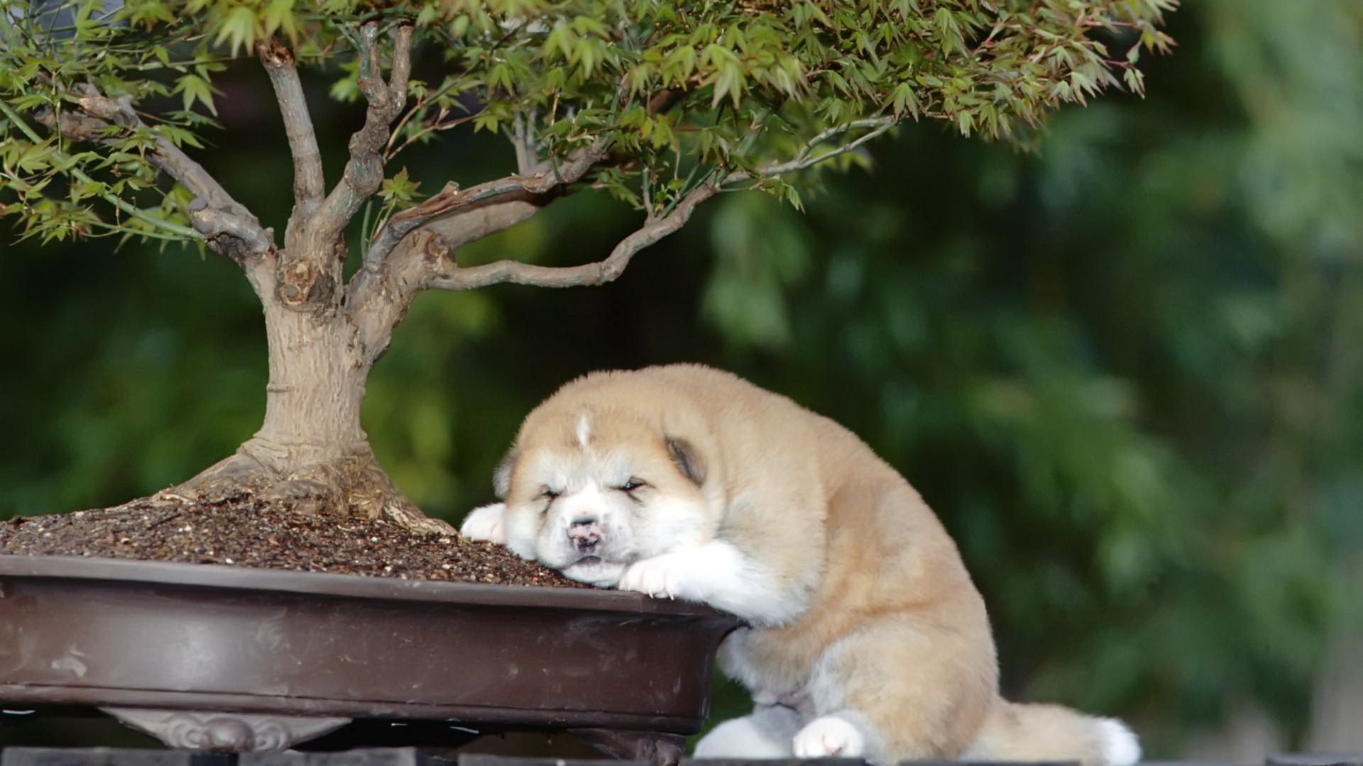 Puppy Photo HD wallpapers (9) #11 - 1920x1080