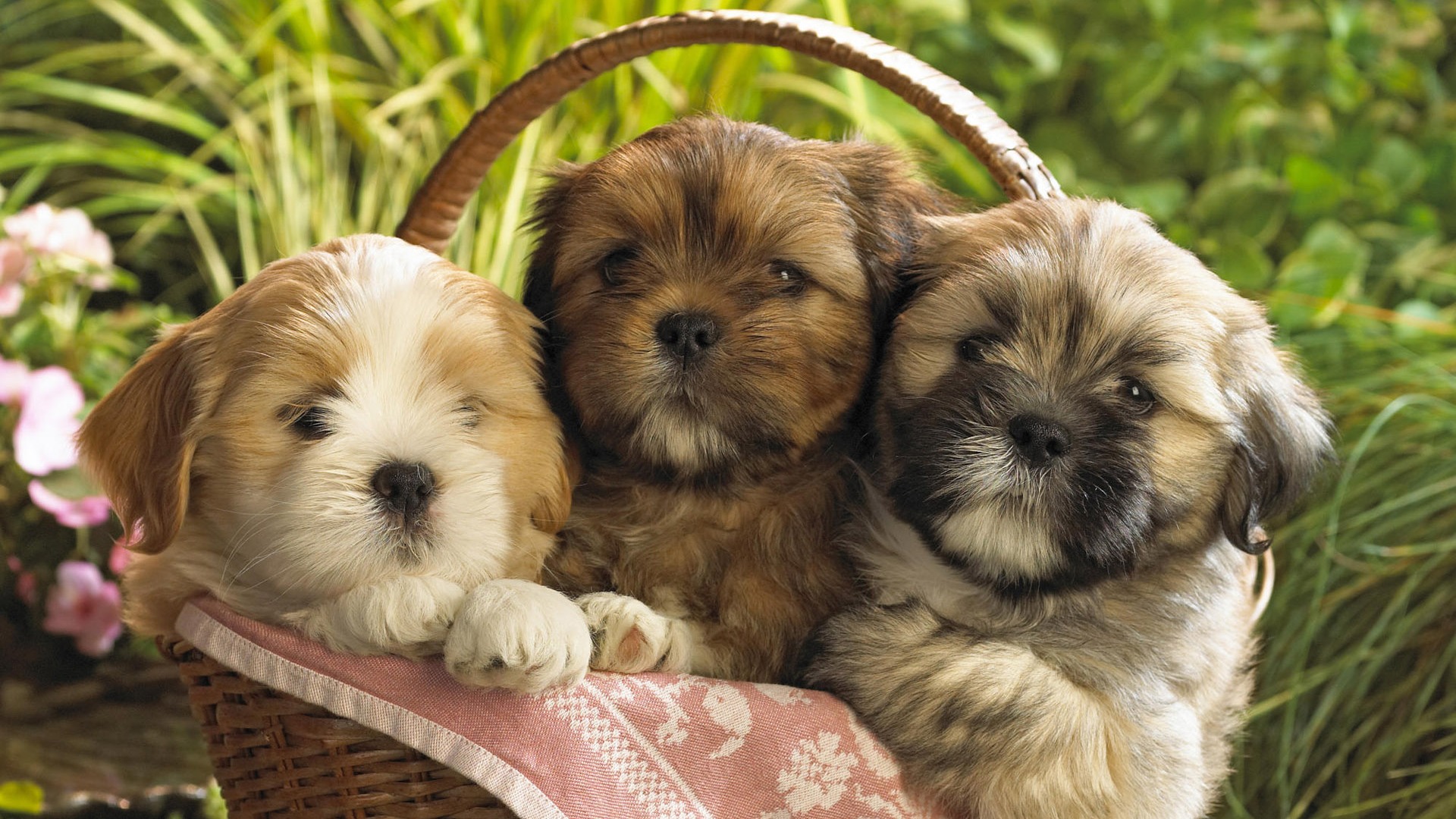 Puppy Photo HD wallpapers (9) #19 - 1920x1080