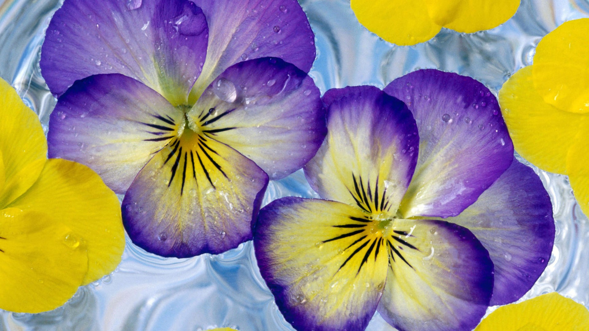 Widescreen wallpaper flowers close-up (2) #1 - 1920x1080