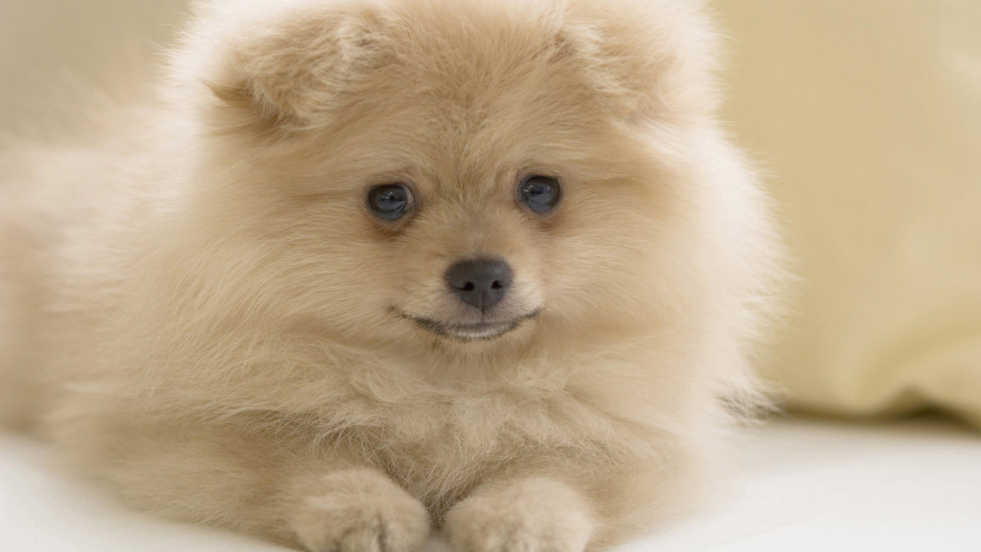 Puppy Photo HD wallpapers (10) #12 - 1920x1080