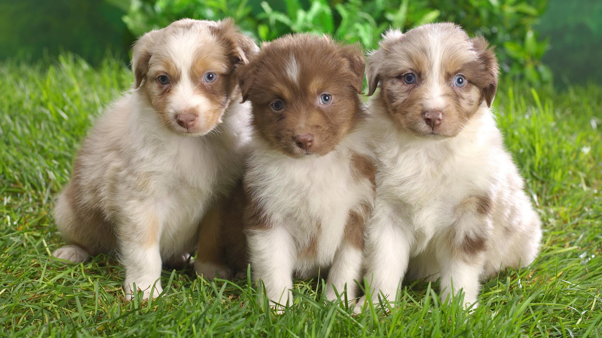 Puppy Photo HD wallpapers (10) #20 - 1920x1080