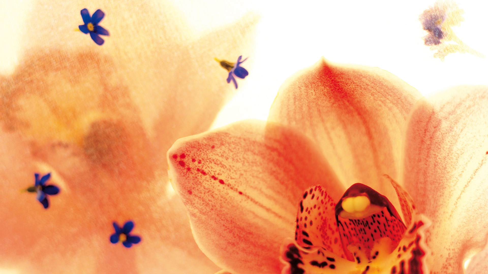 Widescreen wallpaper flowers close-up (3) #5 - 1920x1080