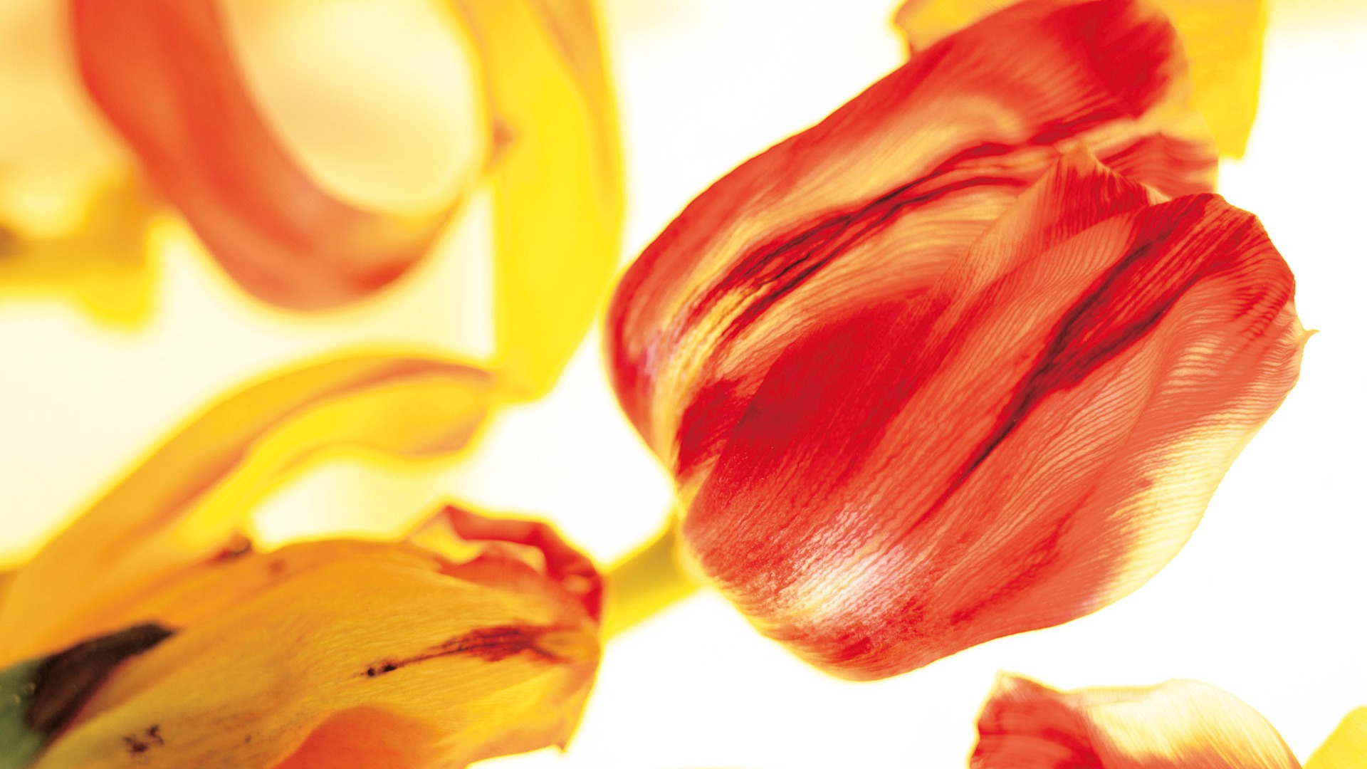 Širokoúhlý tapety květiny close-up (4) #19 - 1920x1080