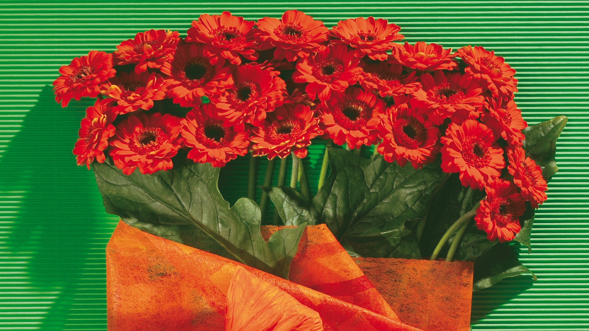 Širokoúhlý tapety květiny close-up (5) #5 - 1920x1080