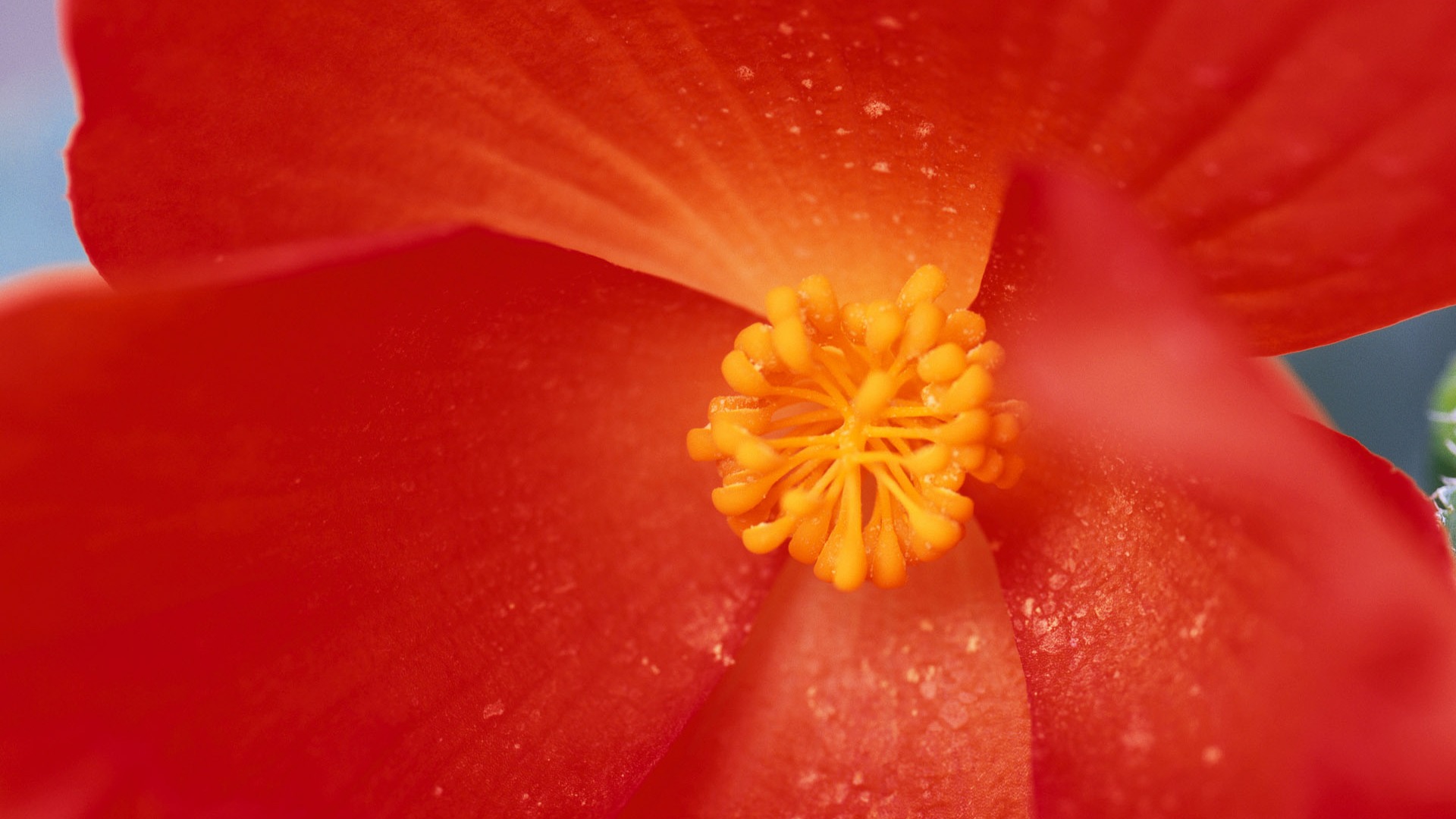 宽屏鲜花特写 壁纸(七)9 - 1920x1080