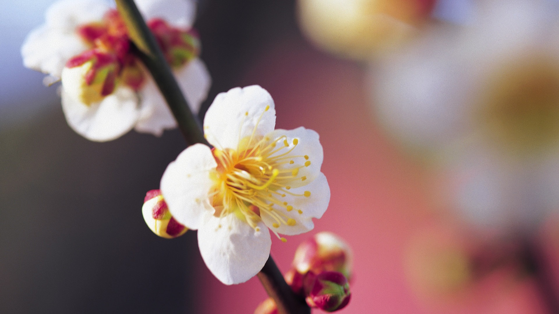 Widescreen-Wallpaper Blumen close-up (7) #17 - 1920x1080