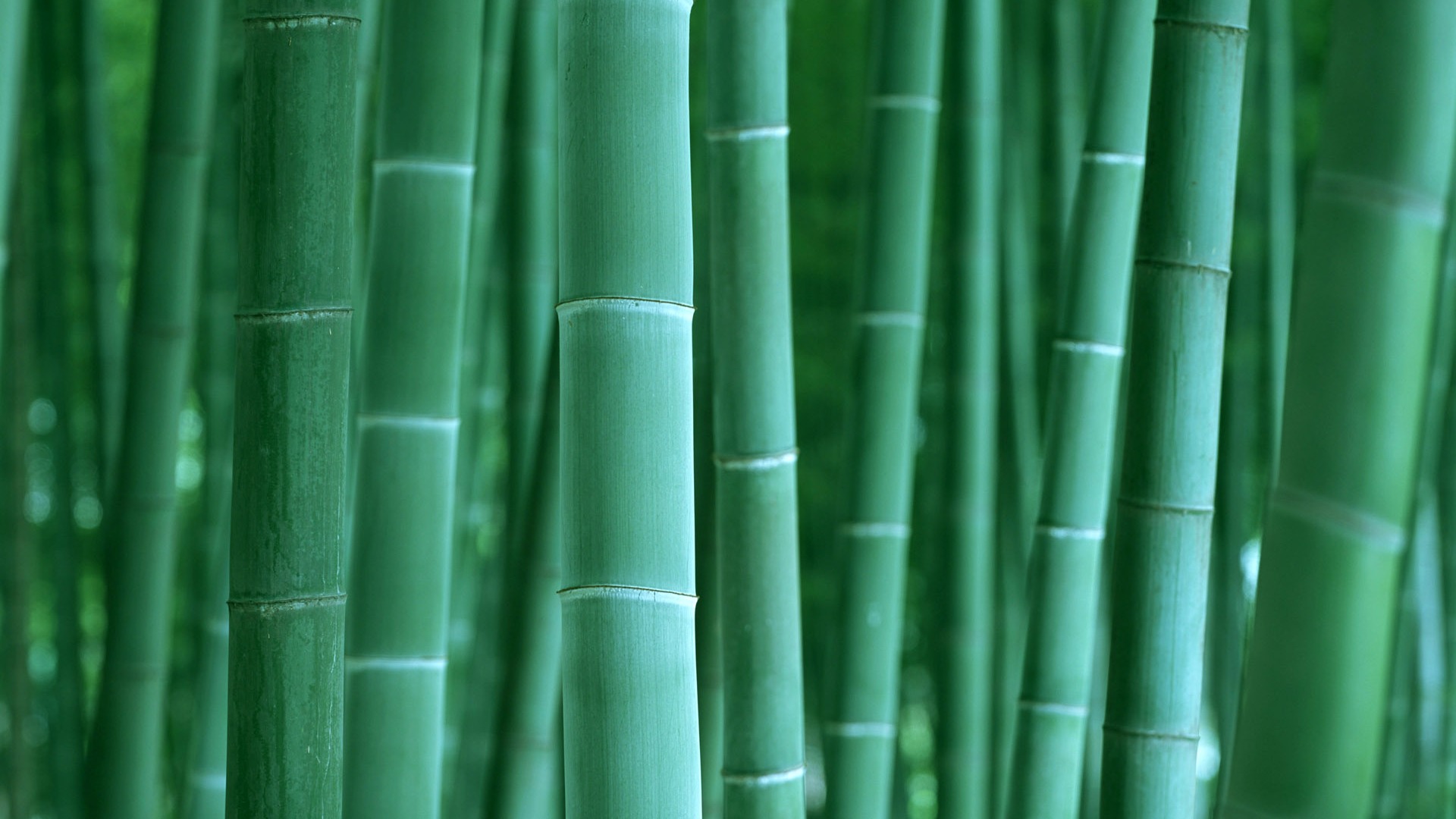 Verde álbumes fondo de pantalla de bambú #2 - 1920x1080
