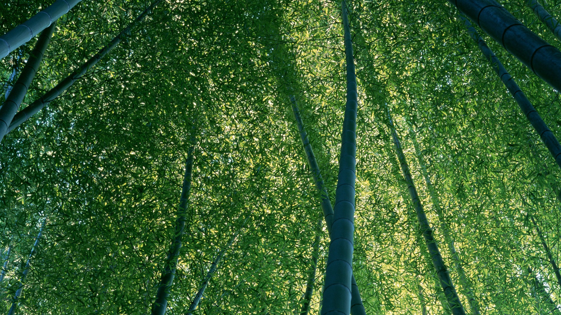 绿色竹林 壁纸专辑11 - 1920x1080
