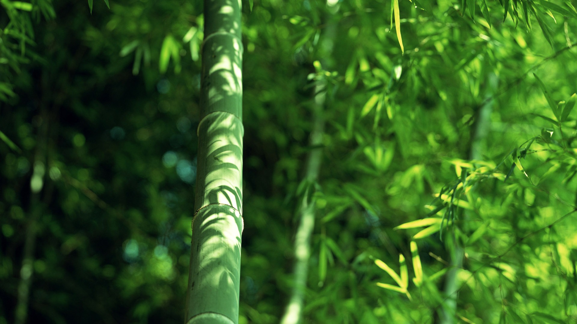 Verde álbumes fondo de pantalla de bambú #14 - 1920x1080