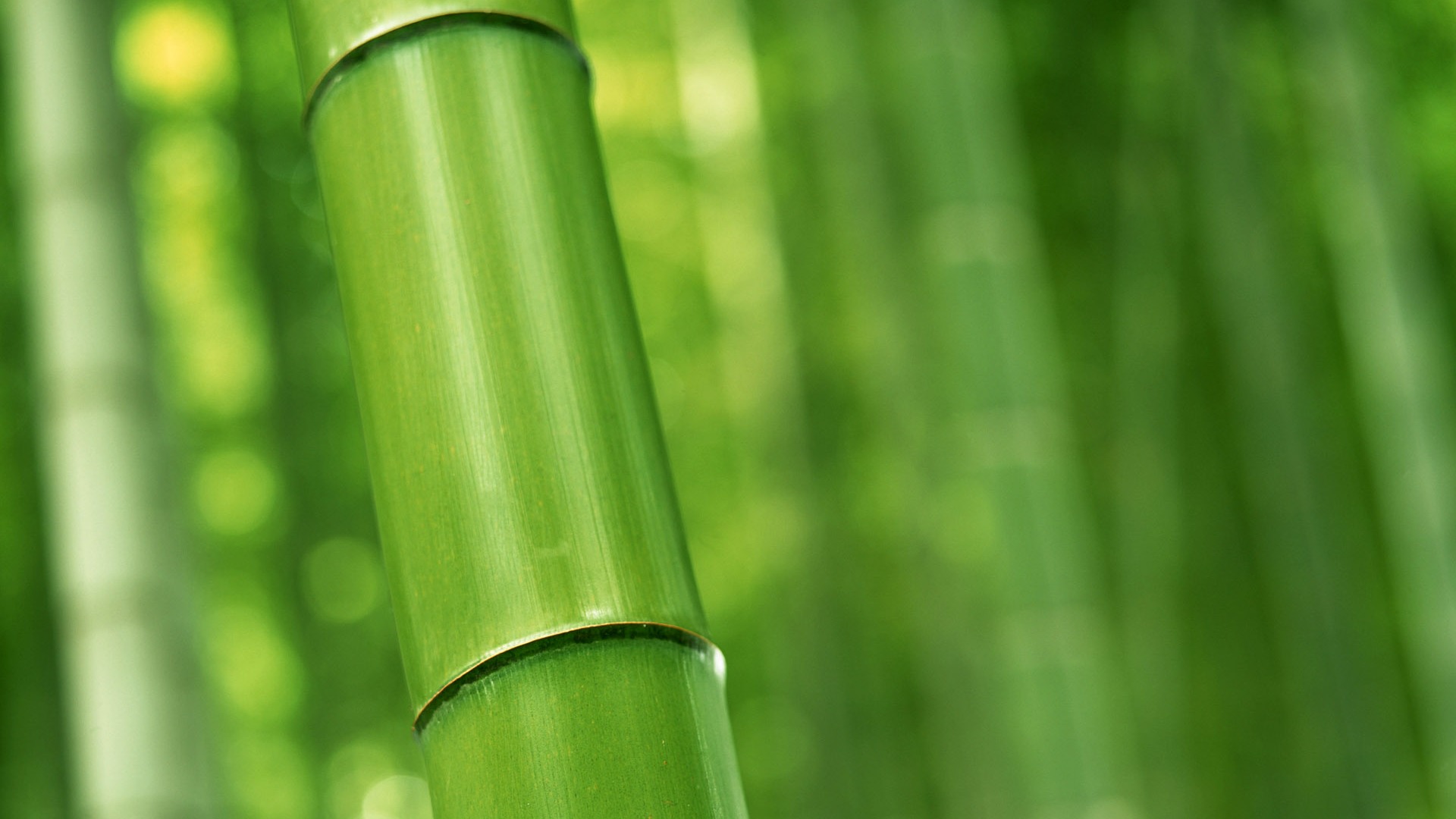 Verde álbumes fondo de pantalla de bambú #16 - 1920x1080