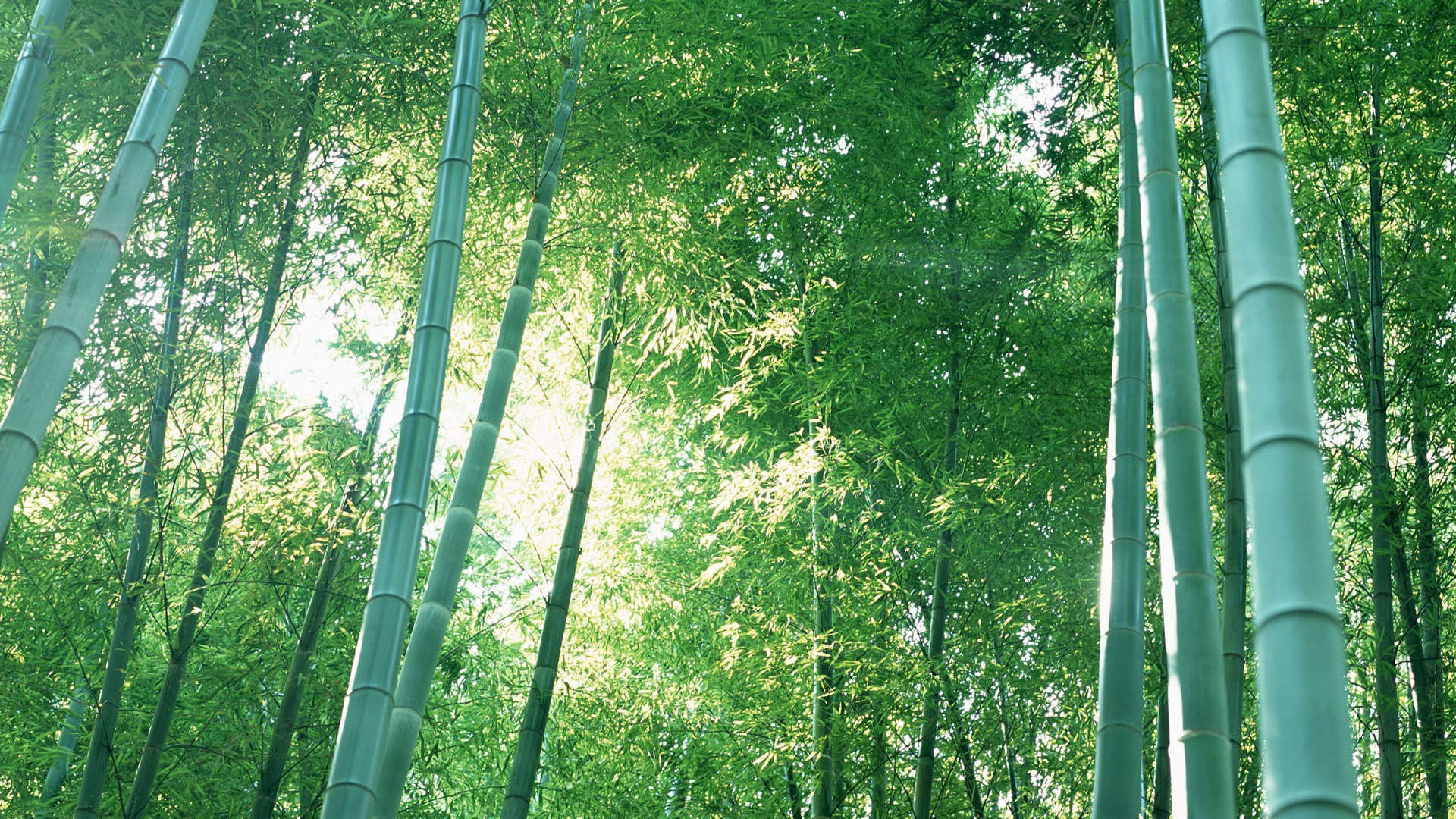 Verde álbumes fondo de pantalla de bambú #20 - 1920x1080