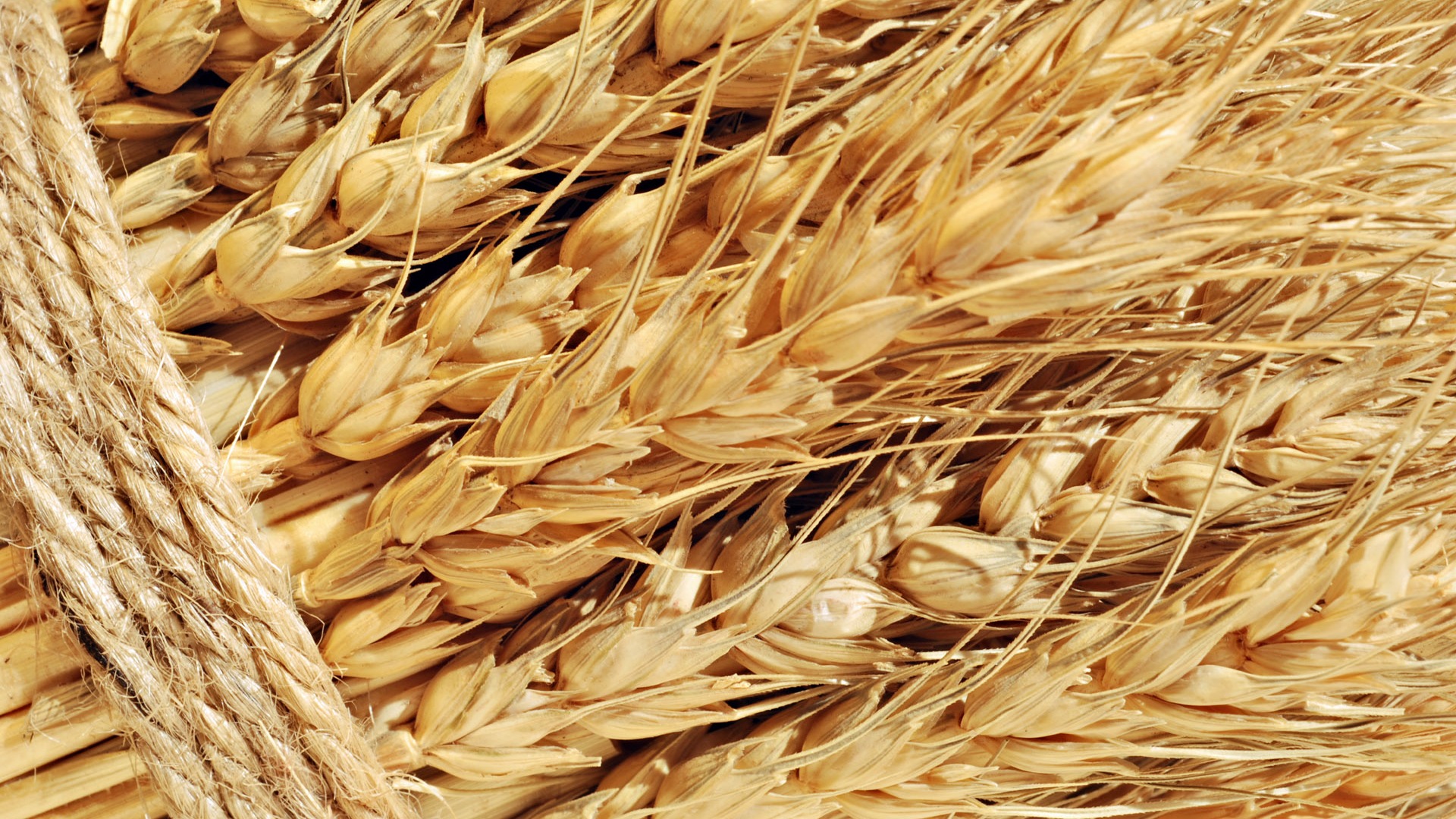 Fond d'écran du blé (1) #15 - 1920x1080