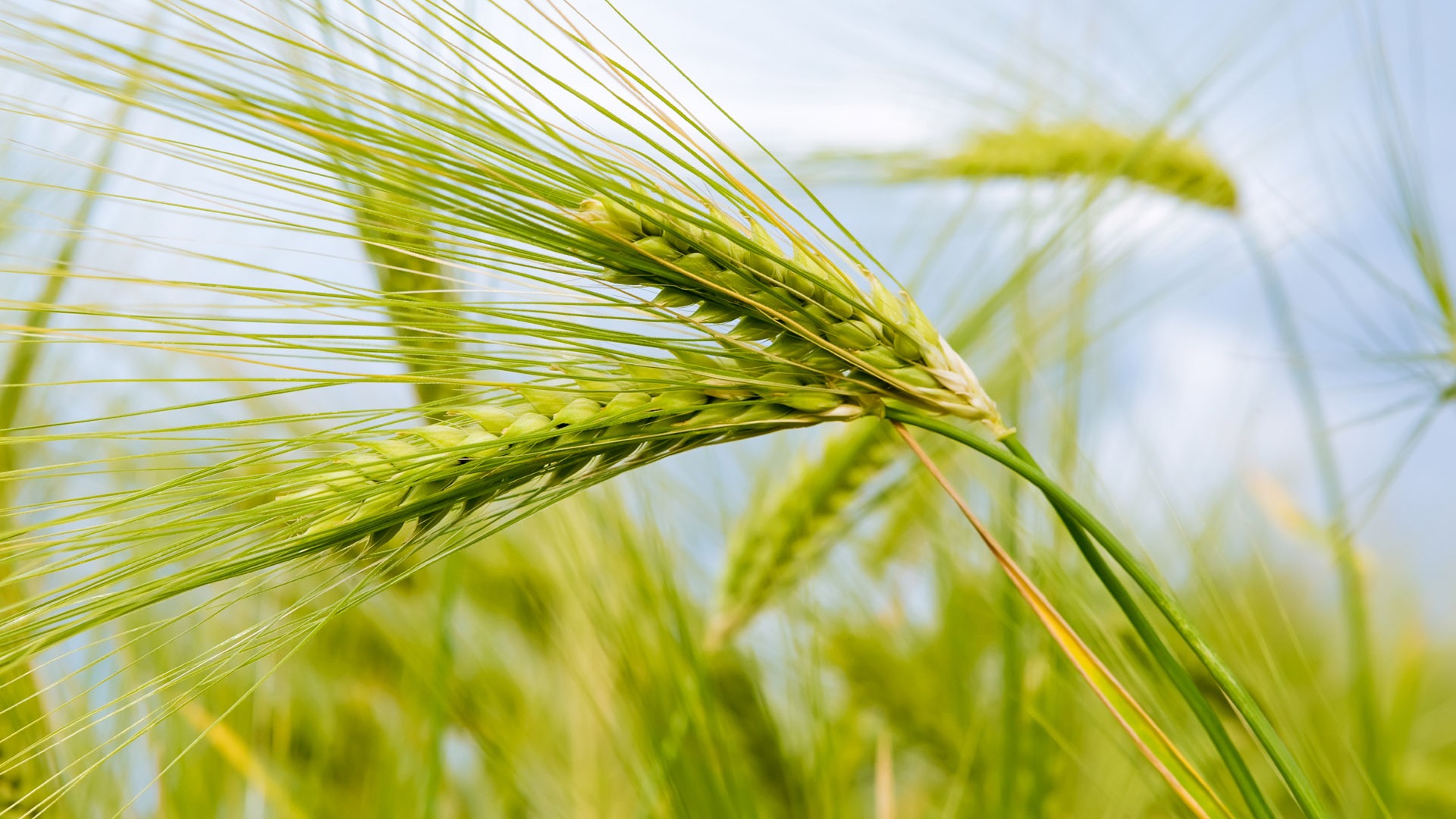 Wheat wallpaper (1) #19 - 1920x1080