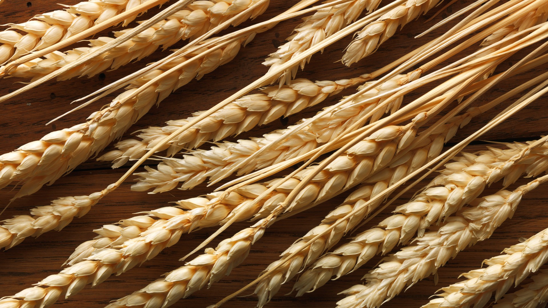 Wheat wallpaper (2) #7 - 1920x1080