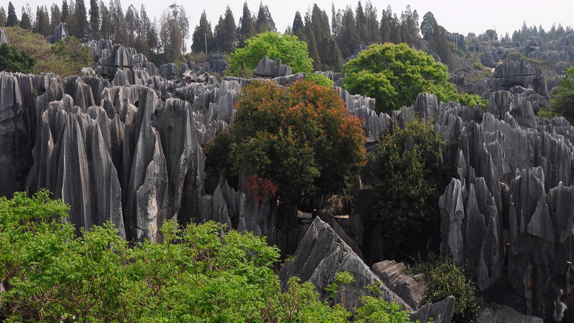Bosque de Piedras de Yunnan en línea (1) (obras Khitan lobo) #10 - 1920x1080
