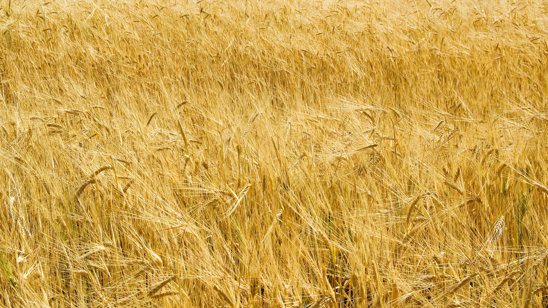 Fond d'écran du blé (3) #16 - 1920x1080