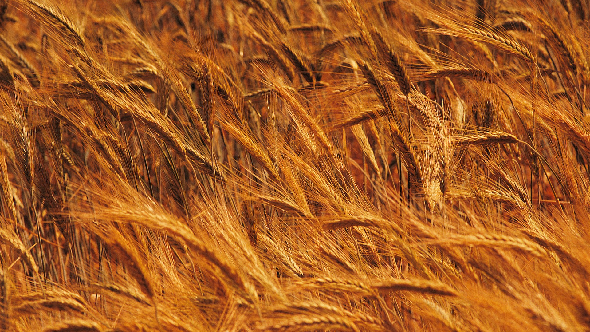 小麦の壁紙 (4) #4 - 1920x1080