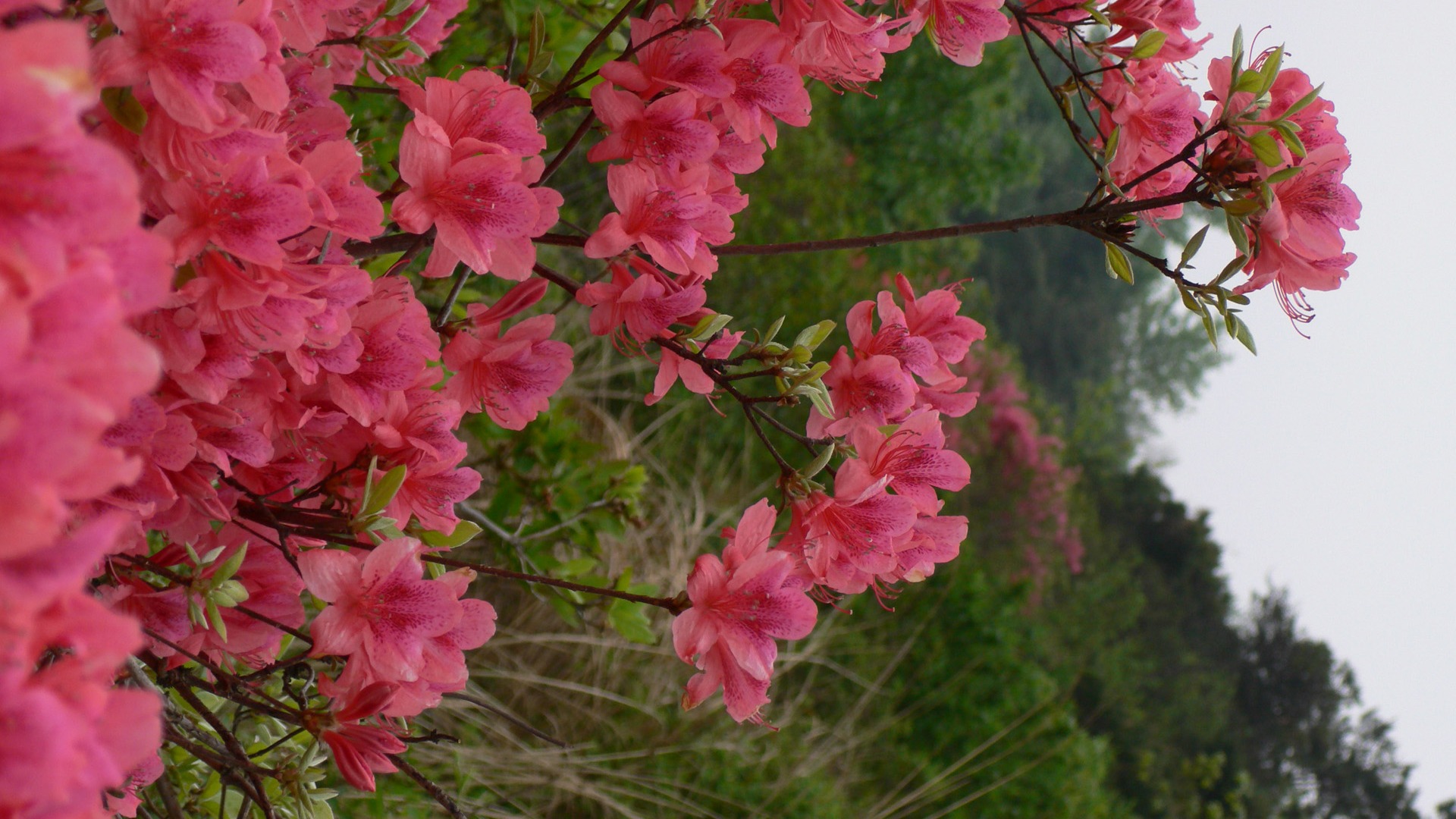 Fotografía de paisaje (3) (Li trabaja Shanquan) #11 - 1920x1080