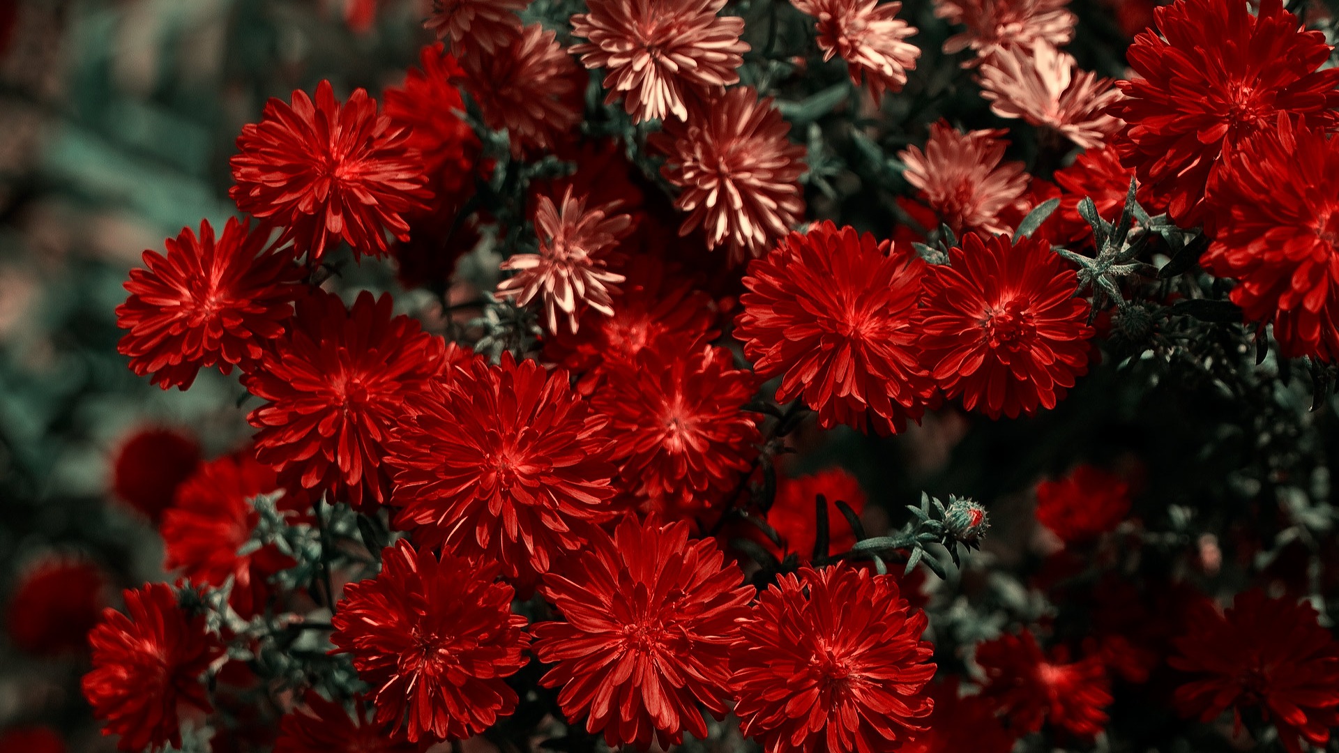 Širokoúhlý tapety květiny close-up (11) #5 - 1920x1080