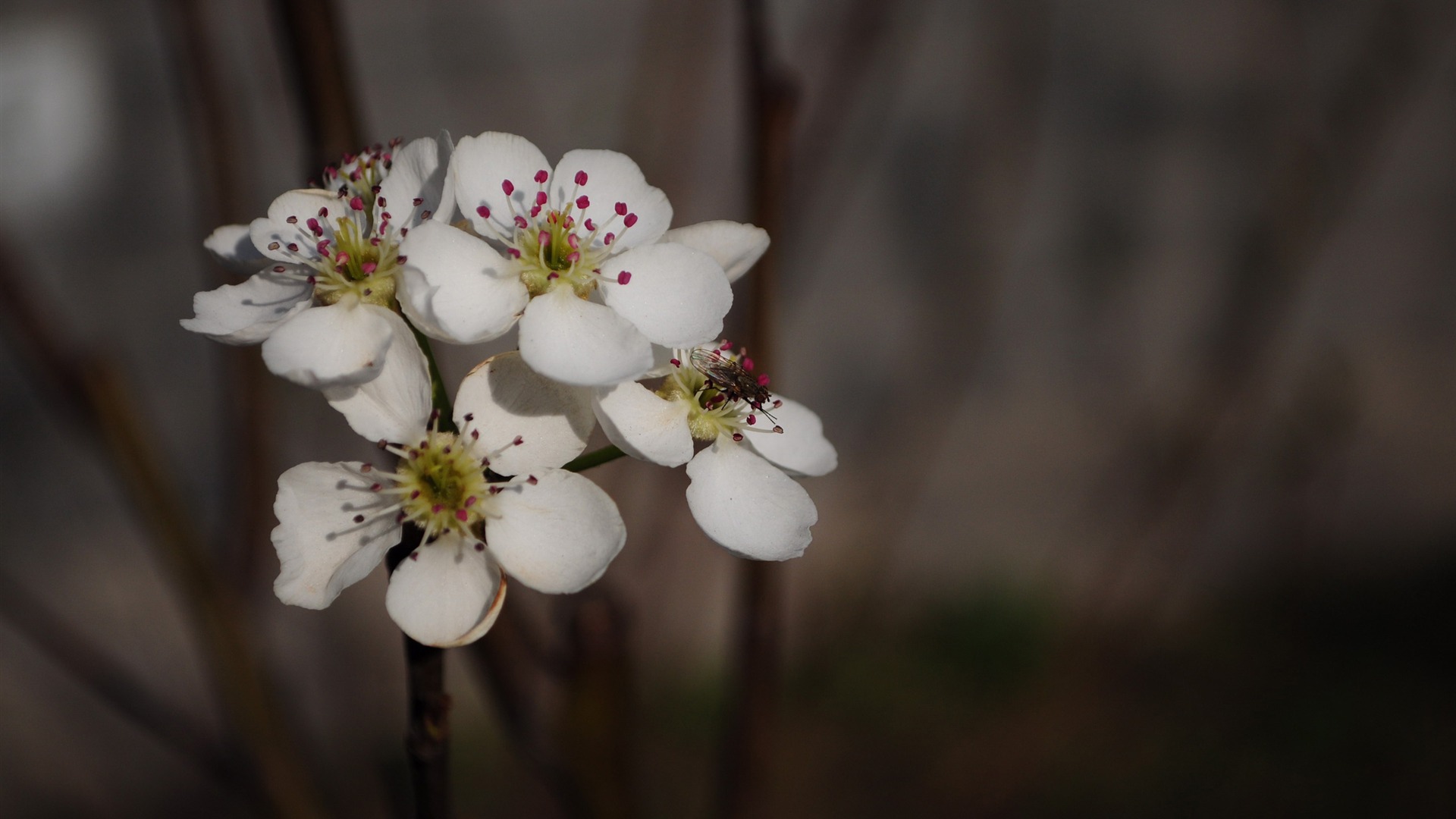 꽃의 HD 사진 모음 (2) #5 - 1920x1080