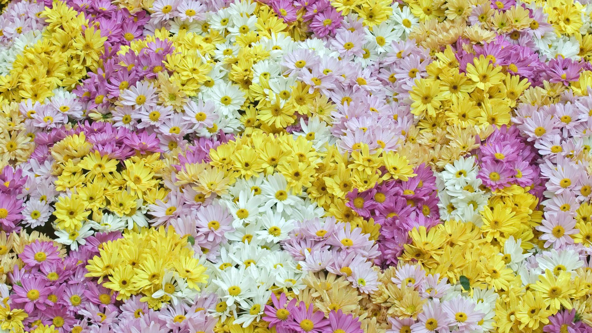 fleurs fond d'écran Widescreen close-up (12) #6 - 1920x1080