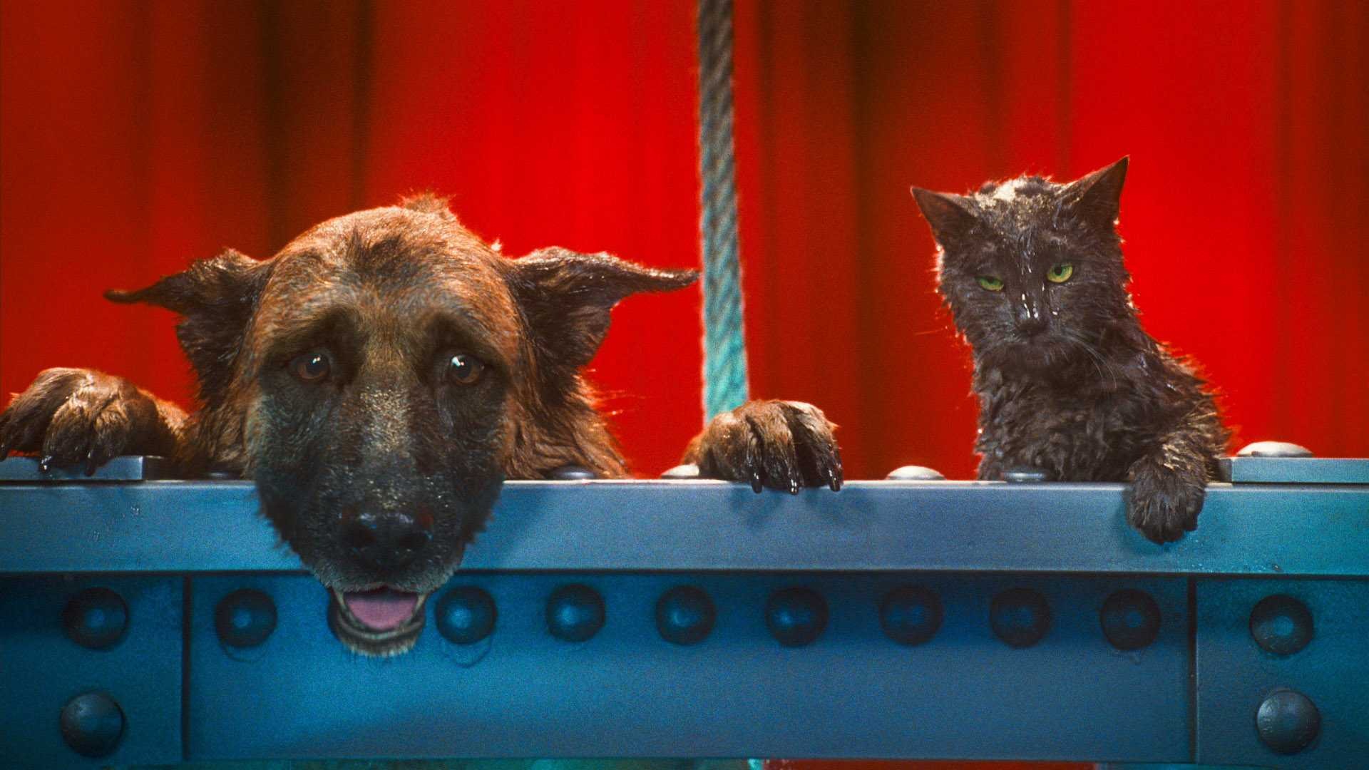 Cats and Dogs: The Revenge of Kitty Galore HD Wallpaper #17 - 1920x1080